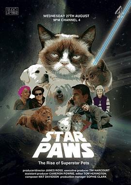 明星猫咪明星宠物的崛起